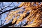 落羽杉-紅葉16.JPG