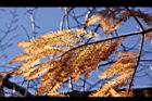 落羽杉-紅葉18.JPG
