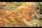 落羽杉-紅葉19.JPG