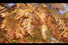落羽杉-紅葉20.JPG