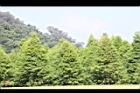落羽杉101.JPG