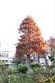 落羽杉43.jpg