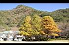 落羽杉80.JPG