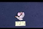 落花生-仁膜0.jpg
