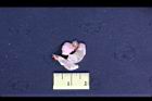 落花生-仁膜1.jpg