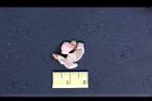 落花生-仁膜3.jpg