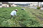 落花生-採收01.JPG