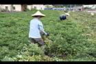 落花生-採收02.JPG