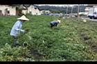 落花生-採收04.JPG
