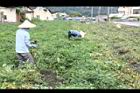 落花生-採收05.JPG