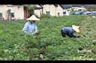 落花生-採收08.JPG