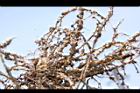 落花生-根瘤菌05.JPG