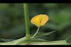 落花生-花04.jpg