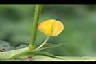 落花生-花05.jpg