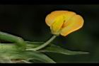 落花生-花07.jpg