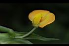 落花生-花08.jpg