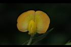落花生-花09.jpg