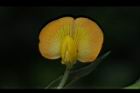 落花生-花10.jpg