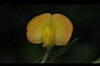 落花生-花11.jpg