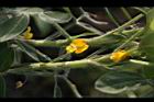 落花生-花17.jpg