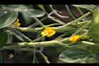落花生-花18.jpg