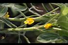 落花生-花19.jpg
