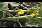 落花生-花20.jpg