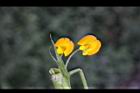 落花生-花24.jpg
