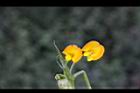 落花生-花25.jpg