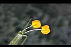落花生-花26.jpg