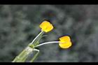 落花生-花28.jpg
