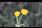 落花生-花29.jpg