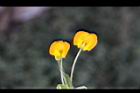 落花生-花30.jpg