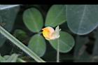 落花生-花33.jpg
