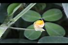 落花生-花34.jpg