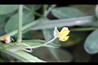 落花生-花35.jpg
