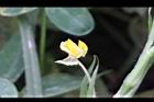 落花生-花36.jpg