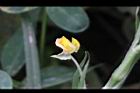 落花生-花37.jpg