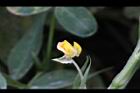落花生-花38.jpg