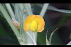 落花生-花39.jpg