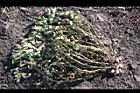 落花生-莖葉00.jpg