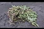 落花生-莖葉03.jpg