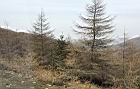 落葉松28.JPG