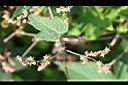 葎草-花1.jpg