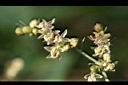 葎草-花5.jpg