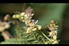 葎草-花2.jpg