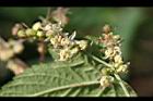 葎草-花3.jpg