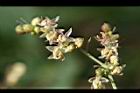 葎草-花6.jpg