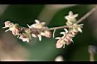 葎草-花序1.jpg