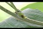 葛藤-托葉03.JPG